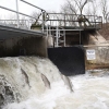 Rainbow trout jumping up Bowmanville Creek ladder