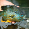 Fly Fishing for Panfish