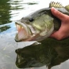 How can I catch large mouth bass in the summer?