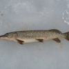 Improving Your Success For Winter Pike
