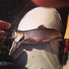 Christopher Arnold's photo