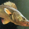 Tips and Techniques for Catching Walleye