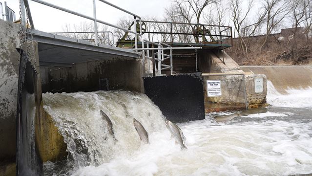 Rainbow trout jumping up Bowmanville Creek ladder