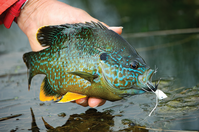 Fly Fishing for Panfish