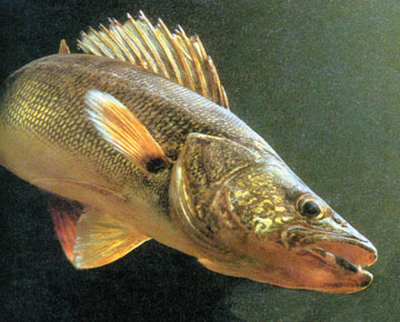 Tips and Techniques for Catching Walleye - CG Emery