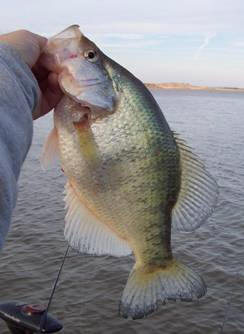 A Few Tips for Fishing for Crappie