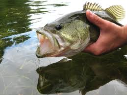 How can I catch large mouth bass in the summer?