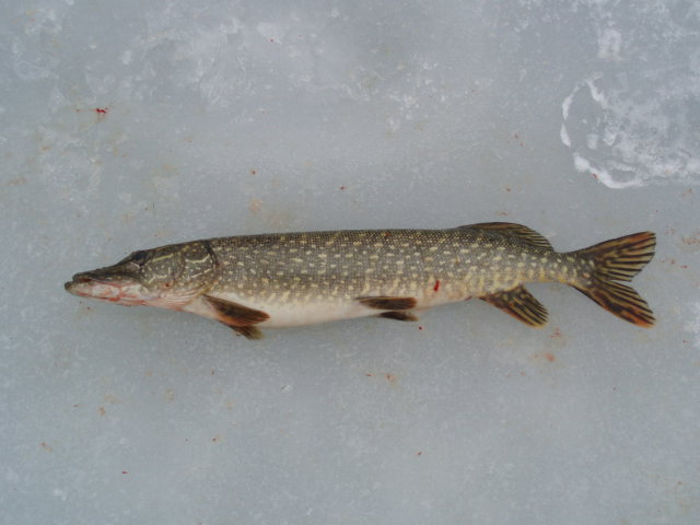 Improving Your Success For Winter Pike