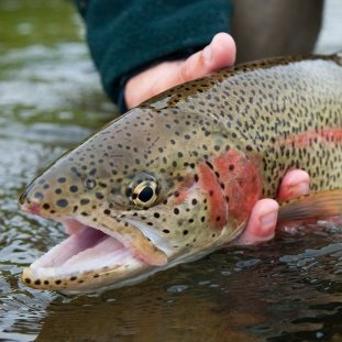 Trout Fishing Tips