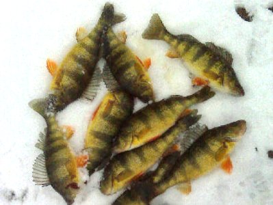 Tips for Successful Ice Fishing